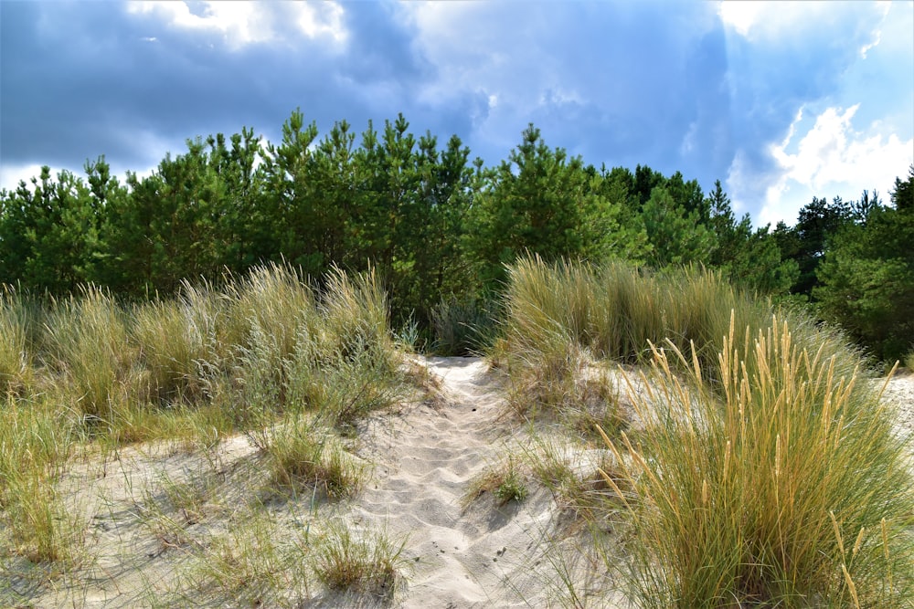 green grass and green trees under blue sky during daytime