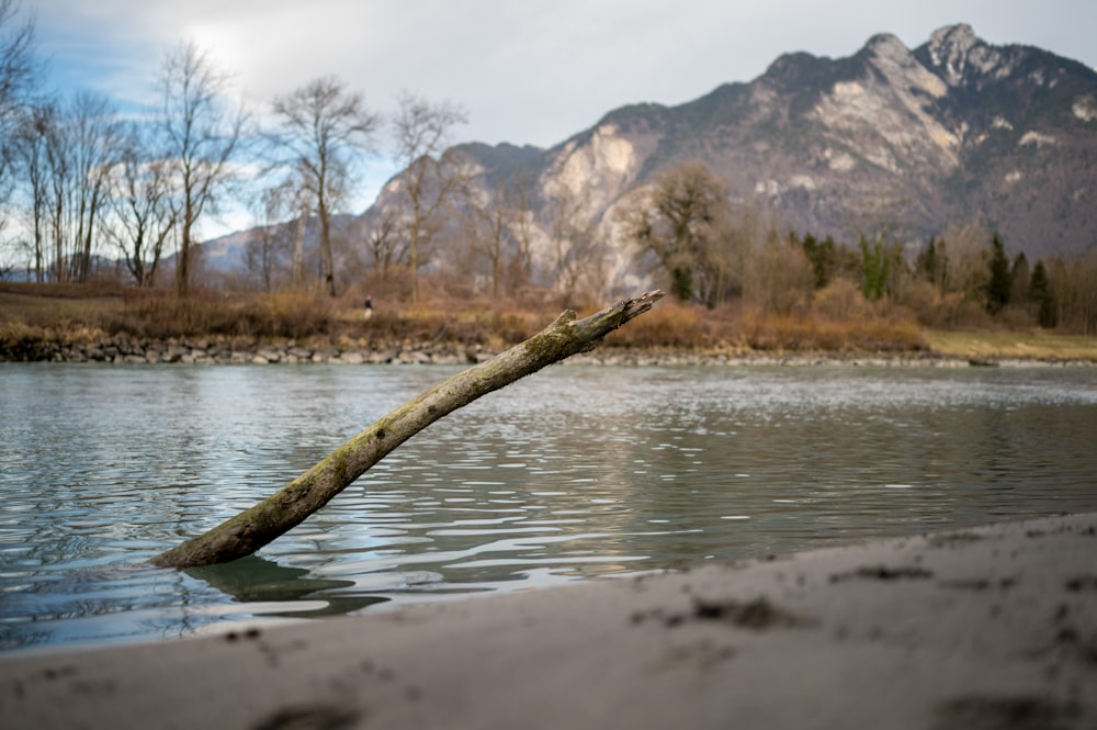 brown tree branch on water during daytime