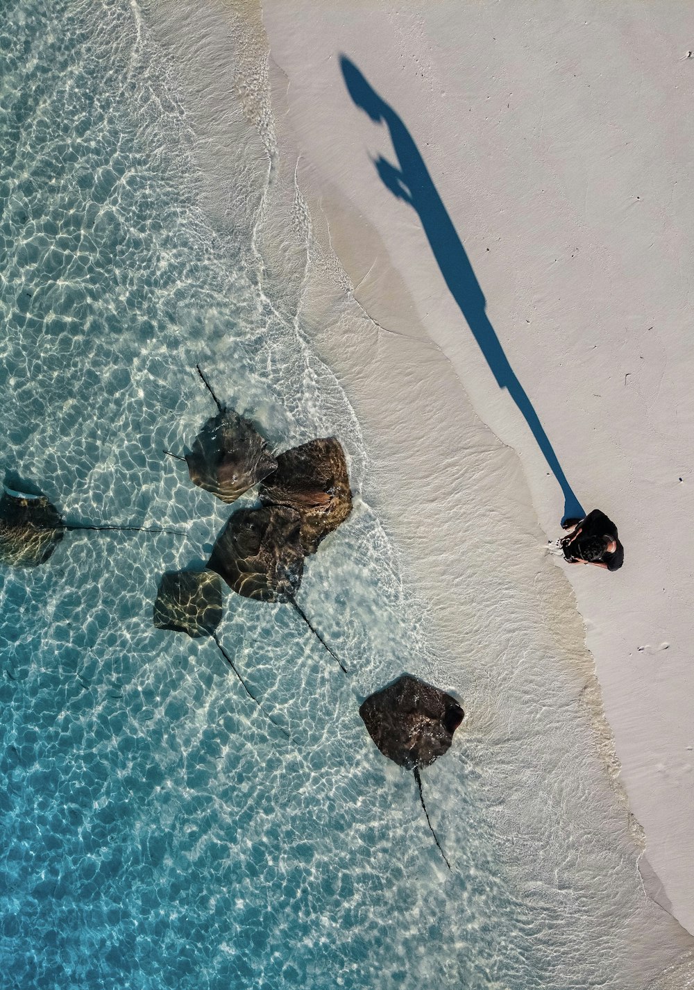 brown and black turtle on white sand beach during daytime