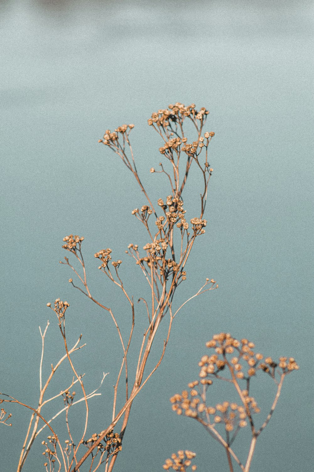 brown and white flower under blue sky during daytime