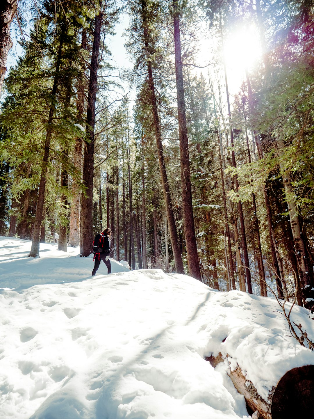 Forest photo spot Canmore Town Of Banff