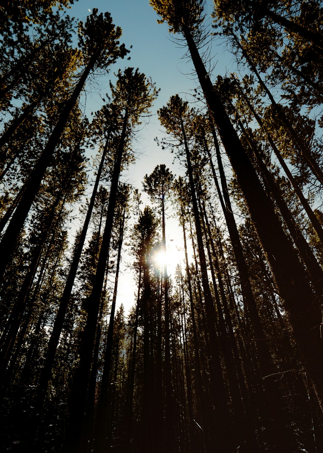 Forest photo spot Canmore Improvement District No. 9