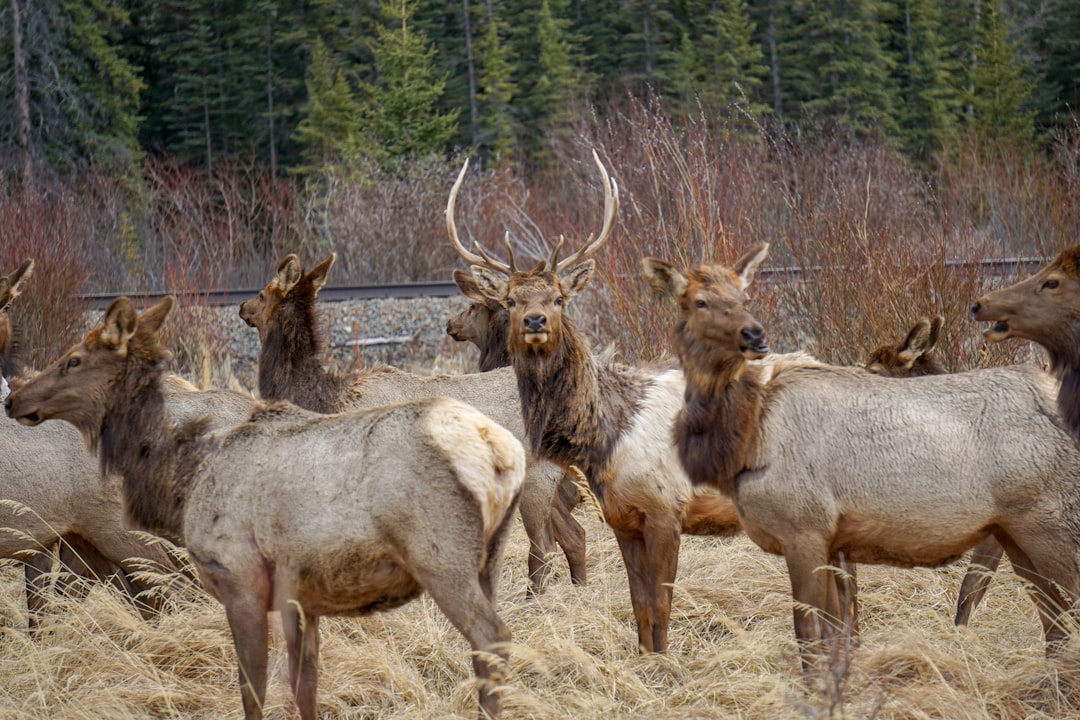 Wildlife photo spot Banff Ha Ling Peak