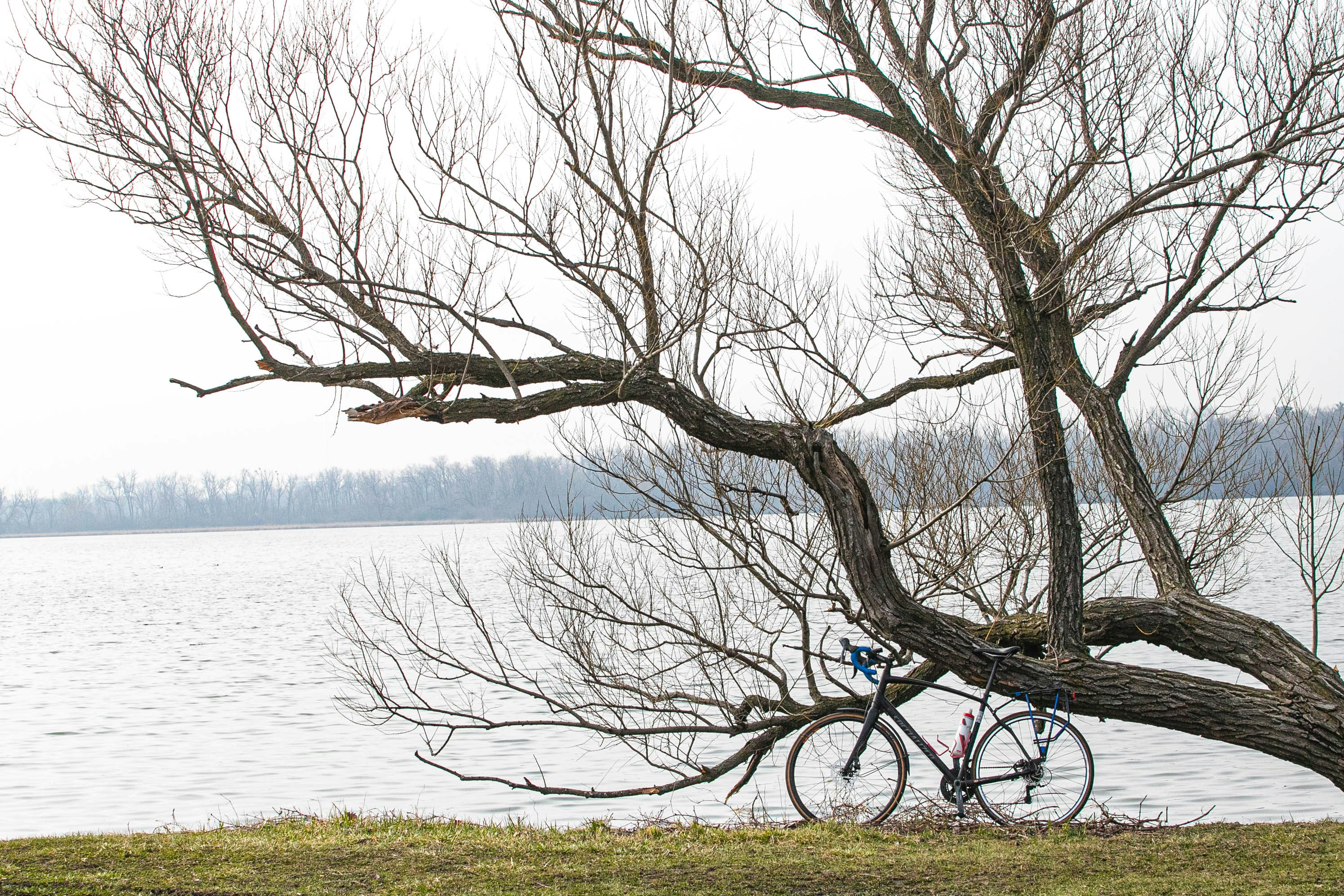 black bicycle parked beside tree near body of water during daytime