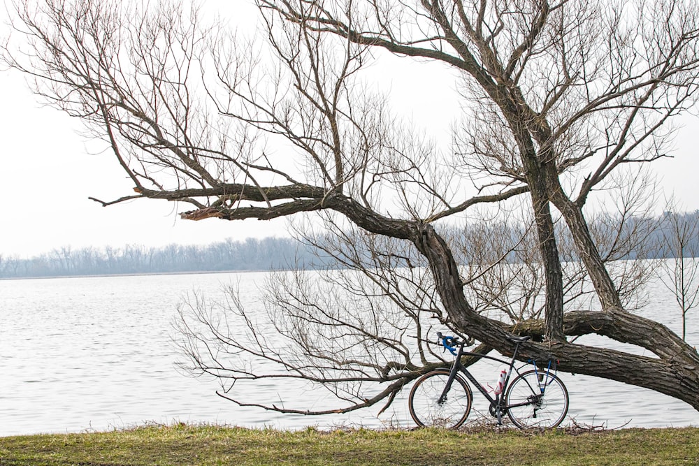 black bicycle parked beside tree near body of water during daytime