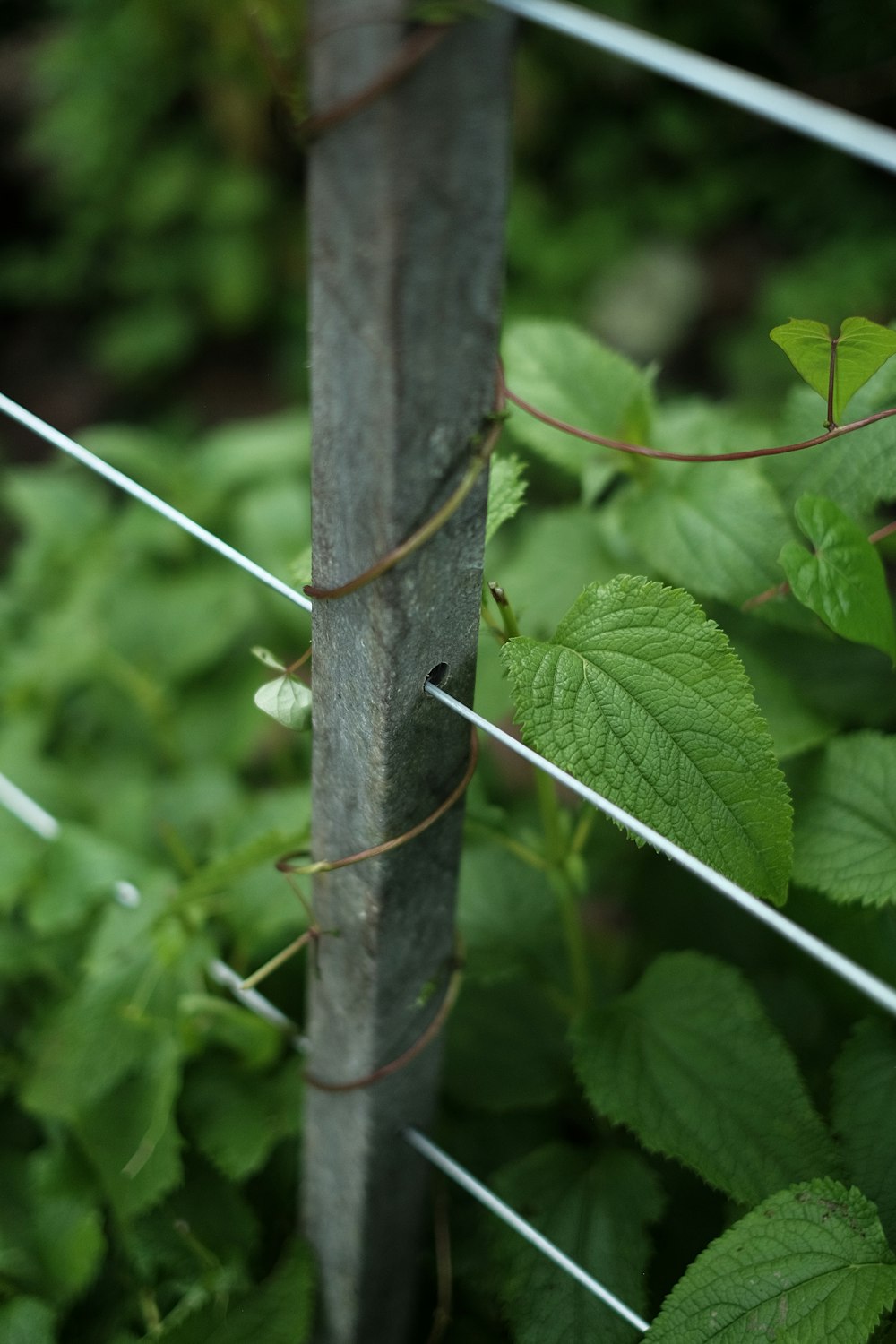 green plant on brown wooden stick