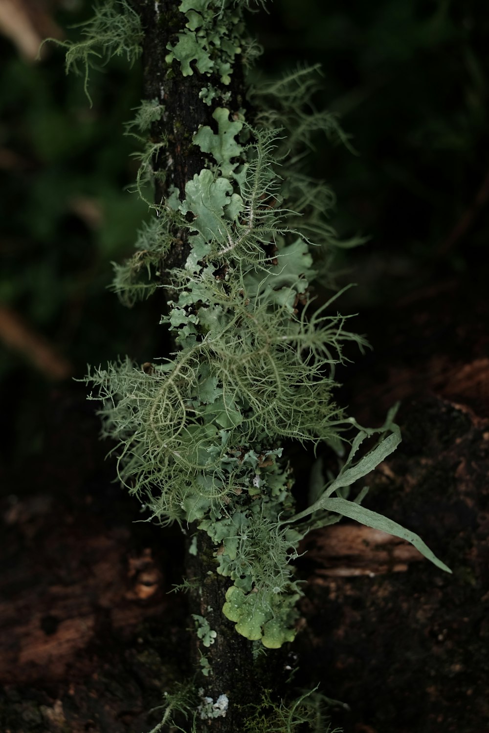 褐色の土に緑の植物