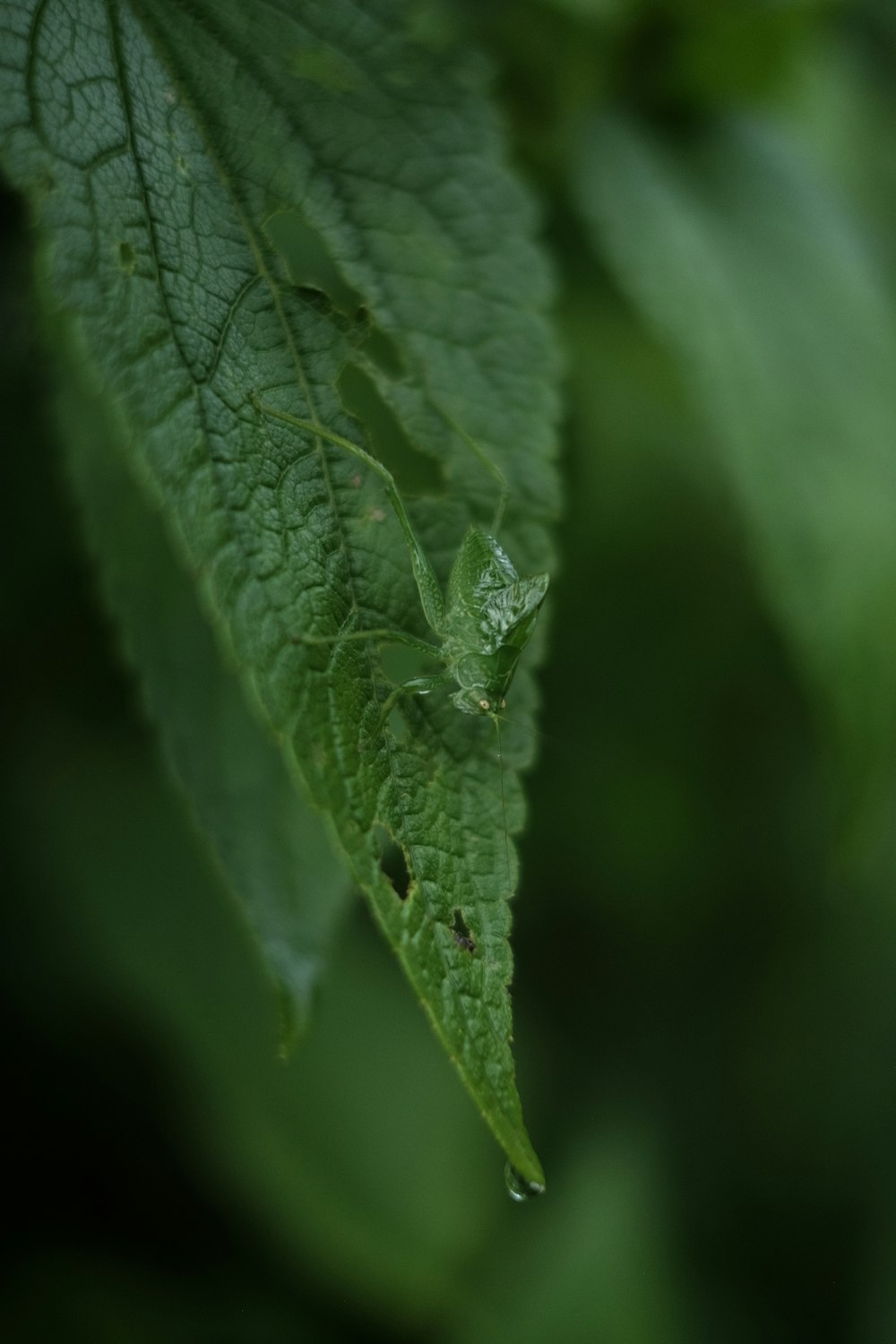 green leaf with water droplets