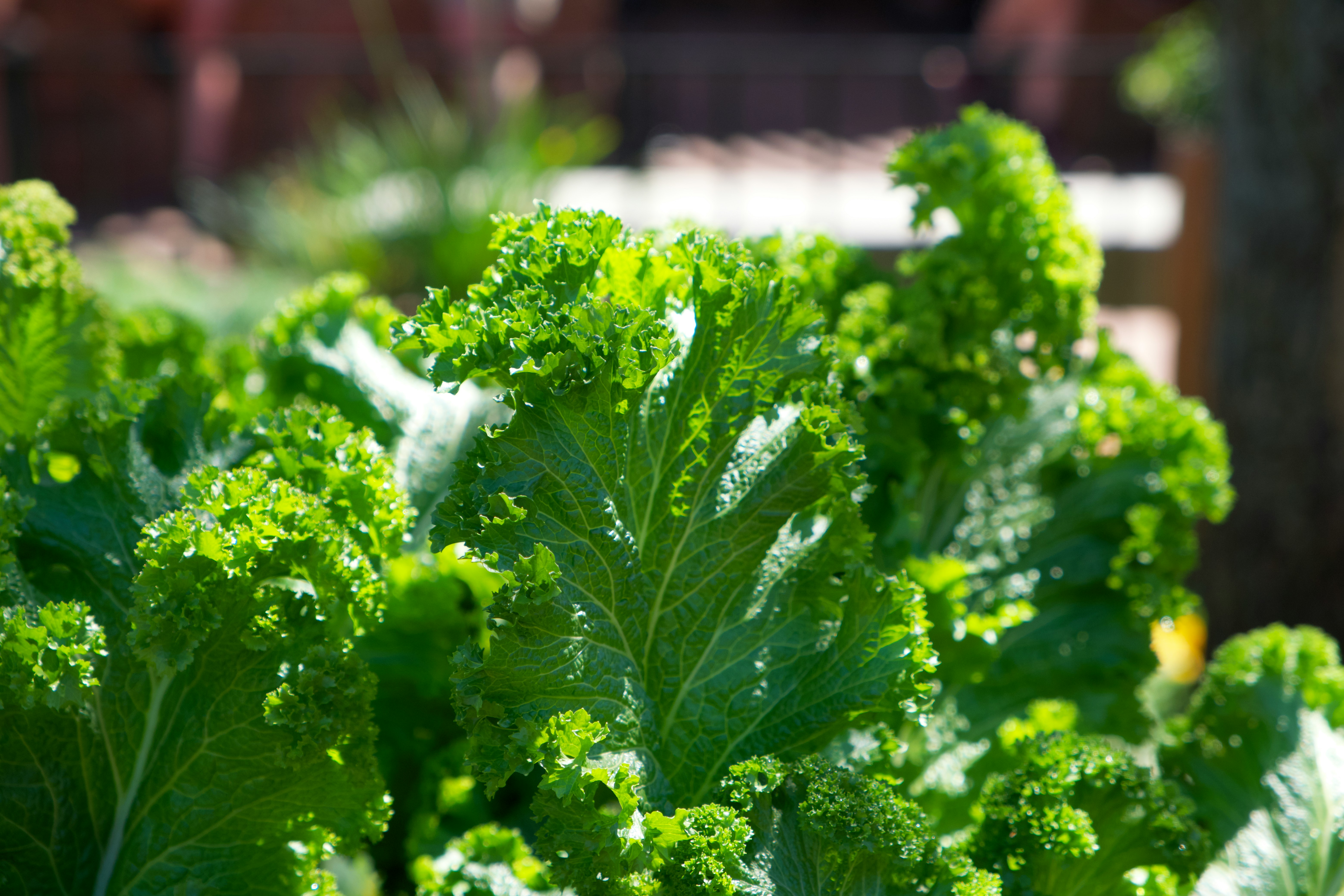 Kale loves a little frost and will last well into the colder months. Image credit: Brian McGowan