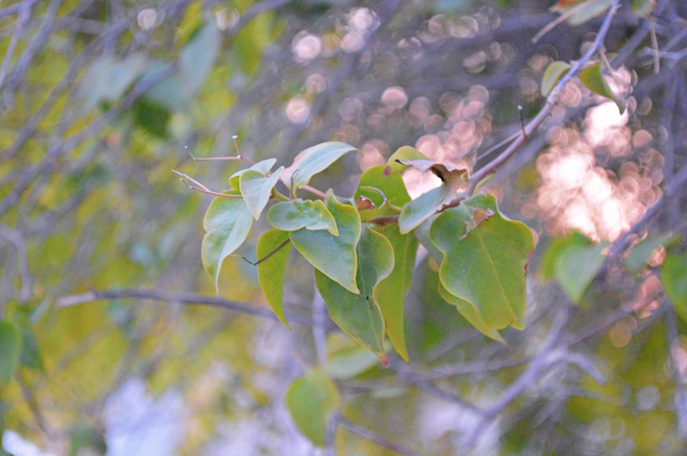 brown and green bird on green plant during daytime