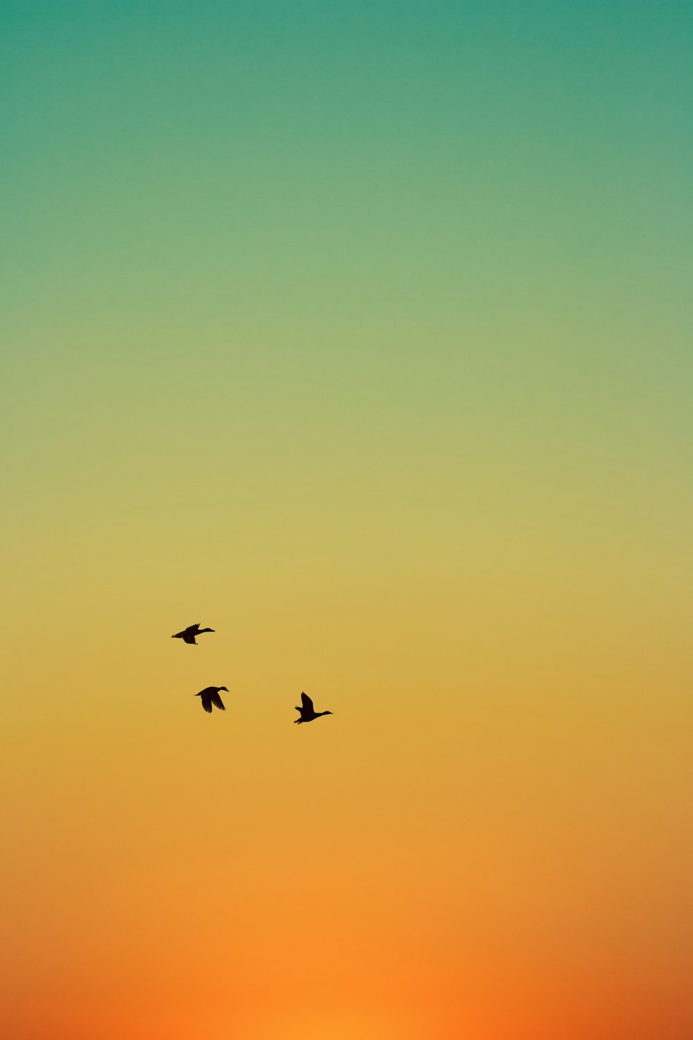 日没時に飛んでいる鳥のシルエット