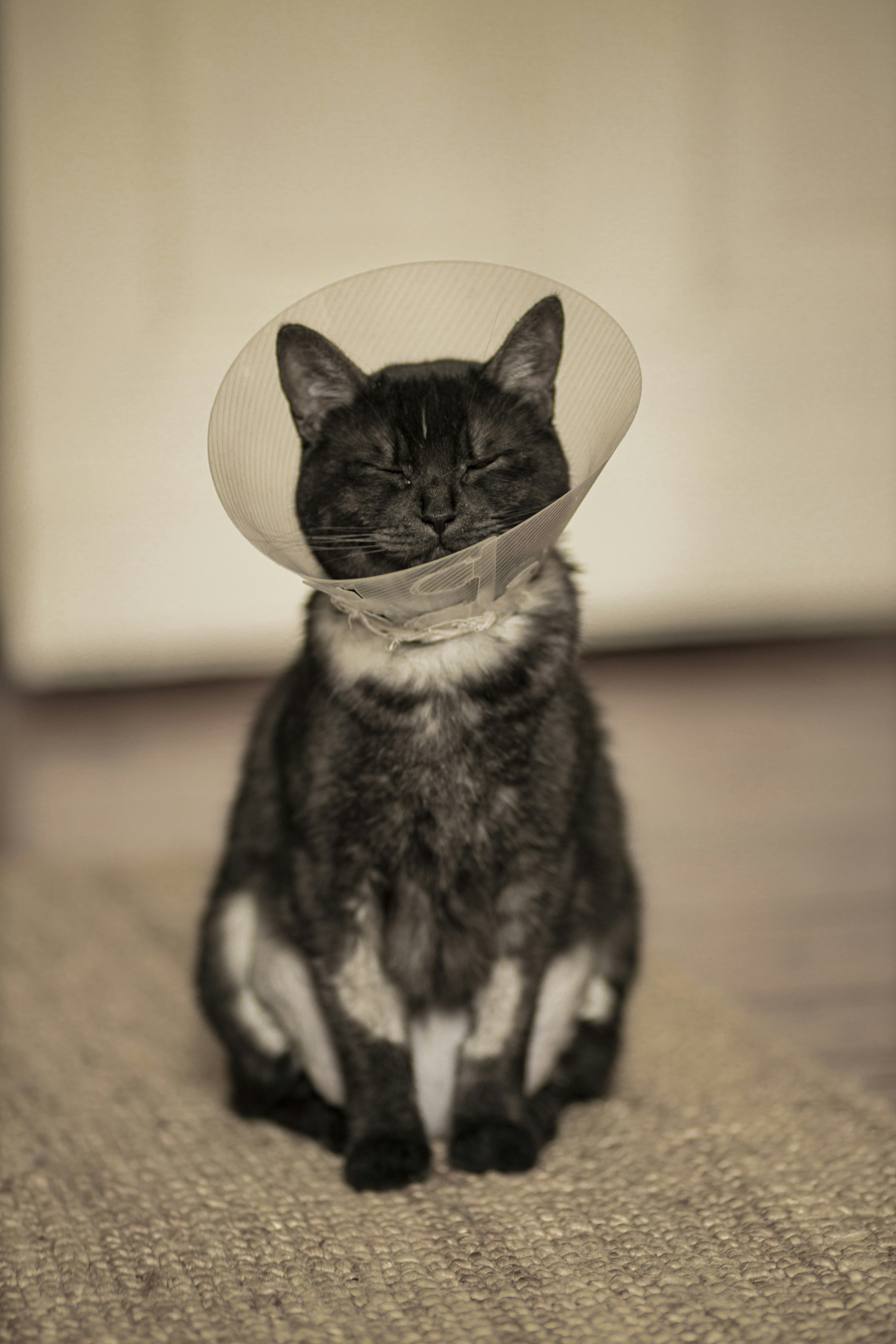 9 Reasons Cat Wall Bridges Reduce Jumping Injuries in Cats