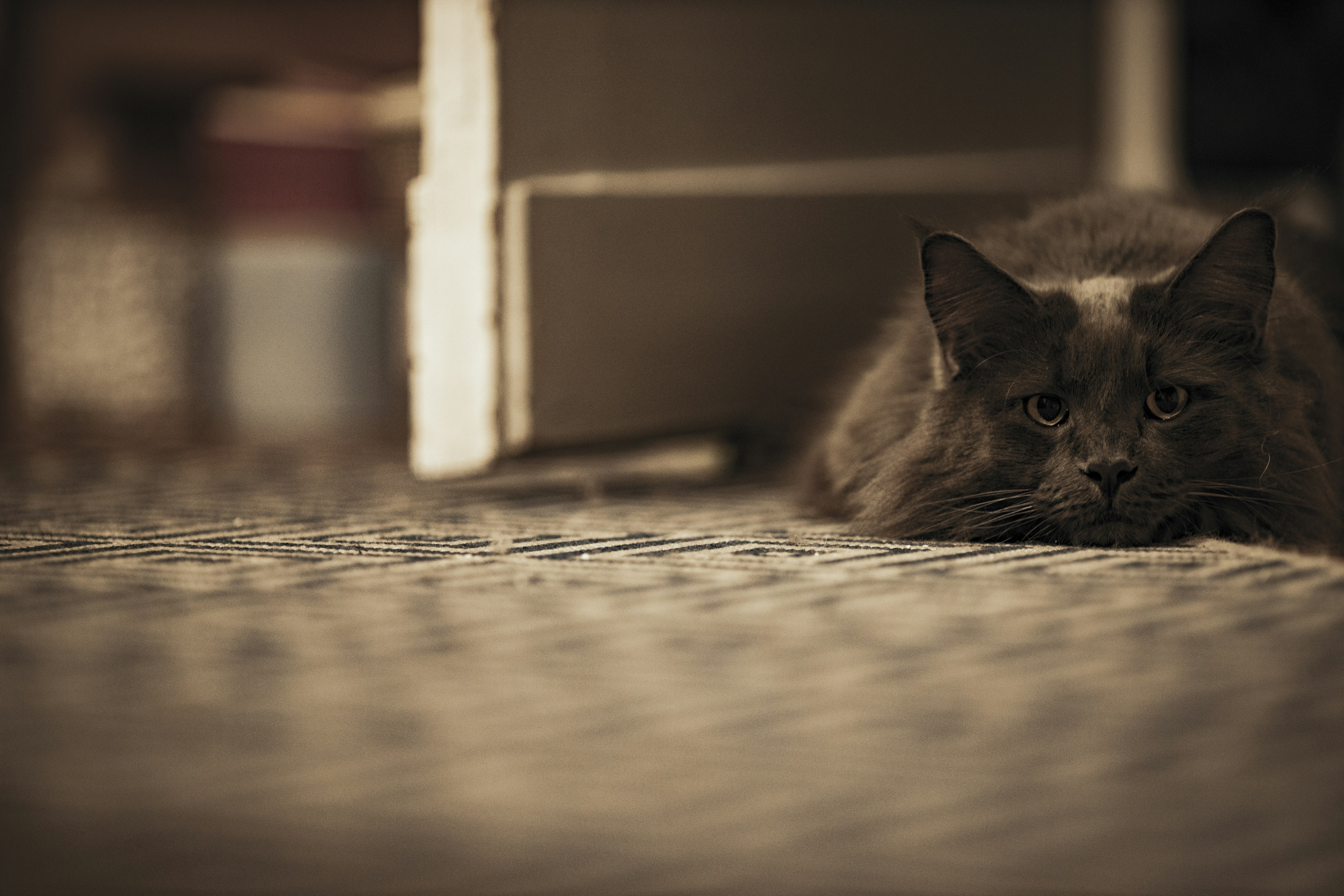 Photo by _king_louie_