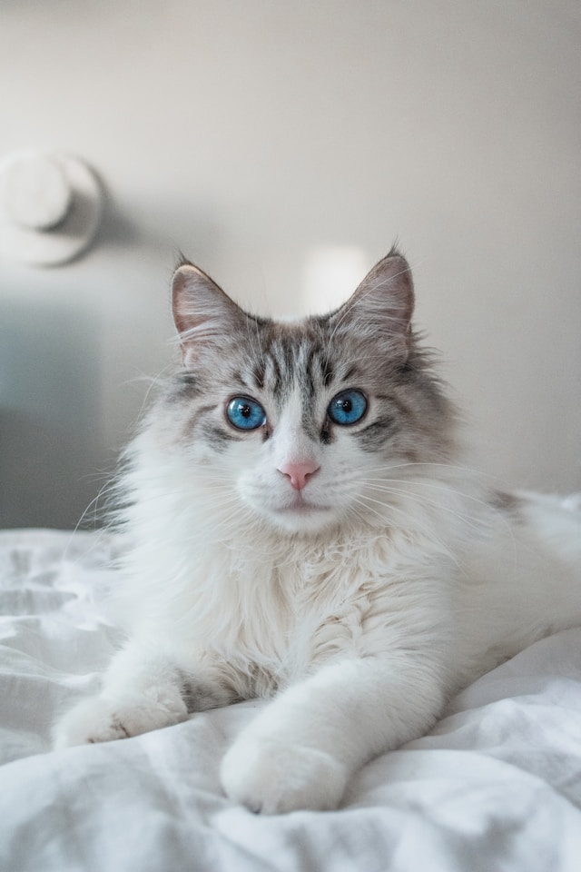 Titre : Le Chat Ragdoll : Une Peluche Vivante au Cœur Tendre Titre : Le Chat Ragdoll : Une Peluche Vivante au Cœur Tendre