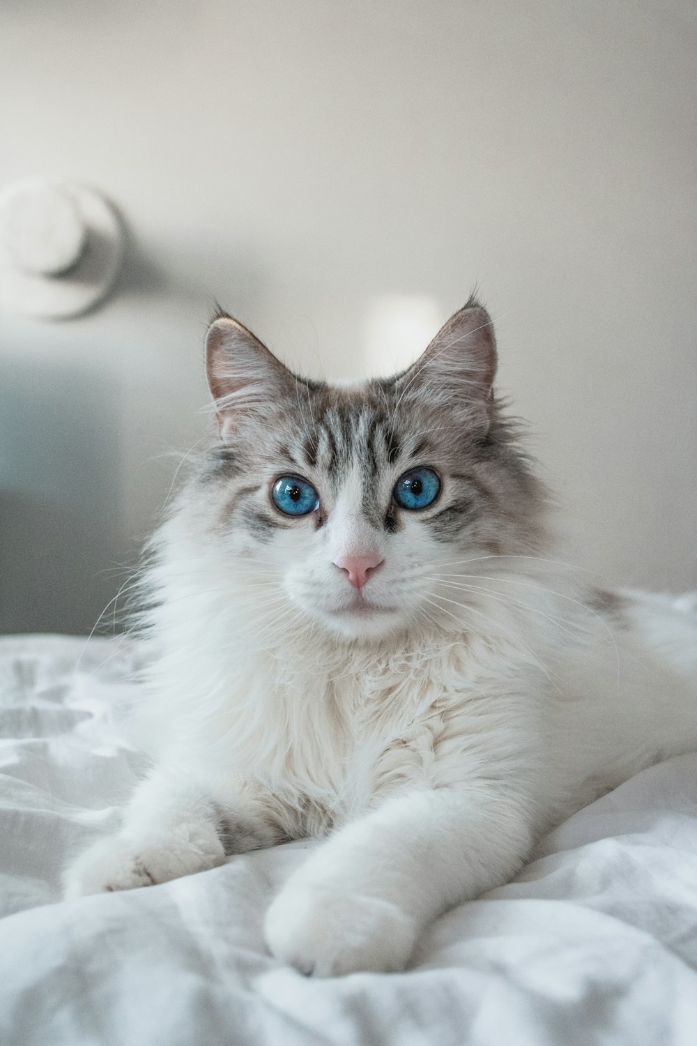 white and brown long fur cat