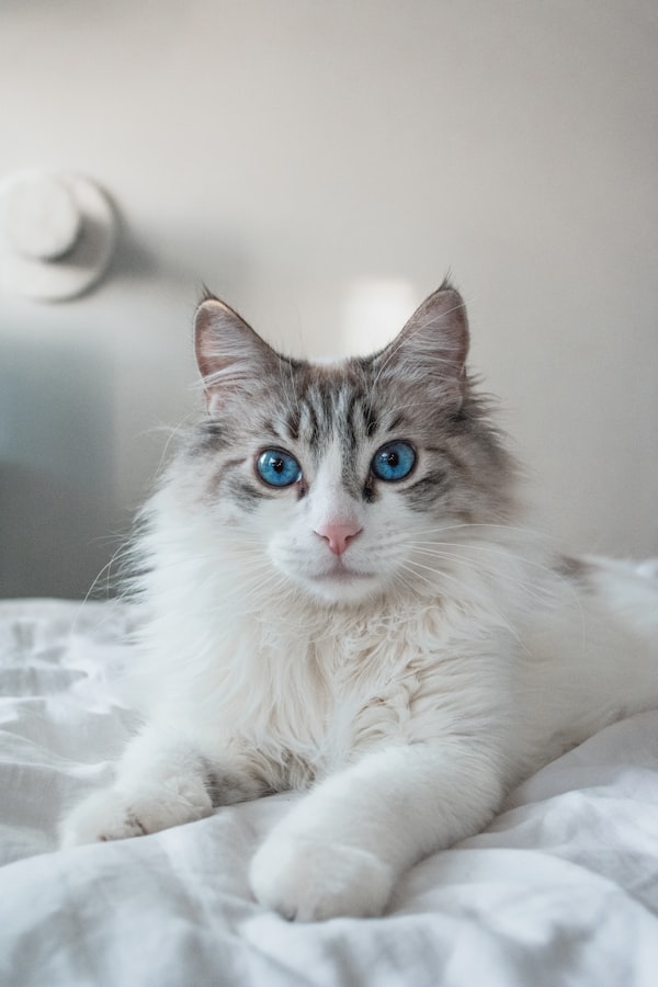 Maine Coon majestueux