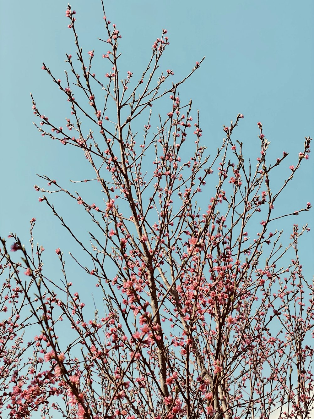 red tree branch under blue sky during daytime