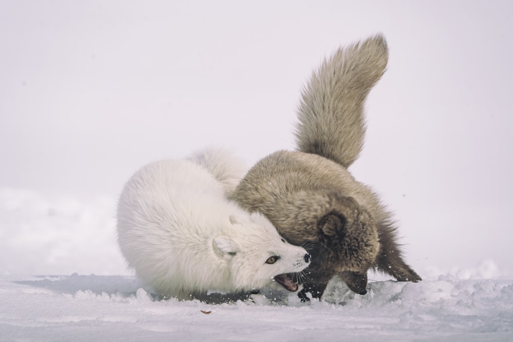 white polar bear on snow covered ground during daytime