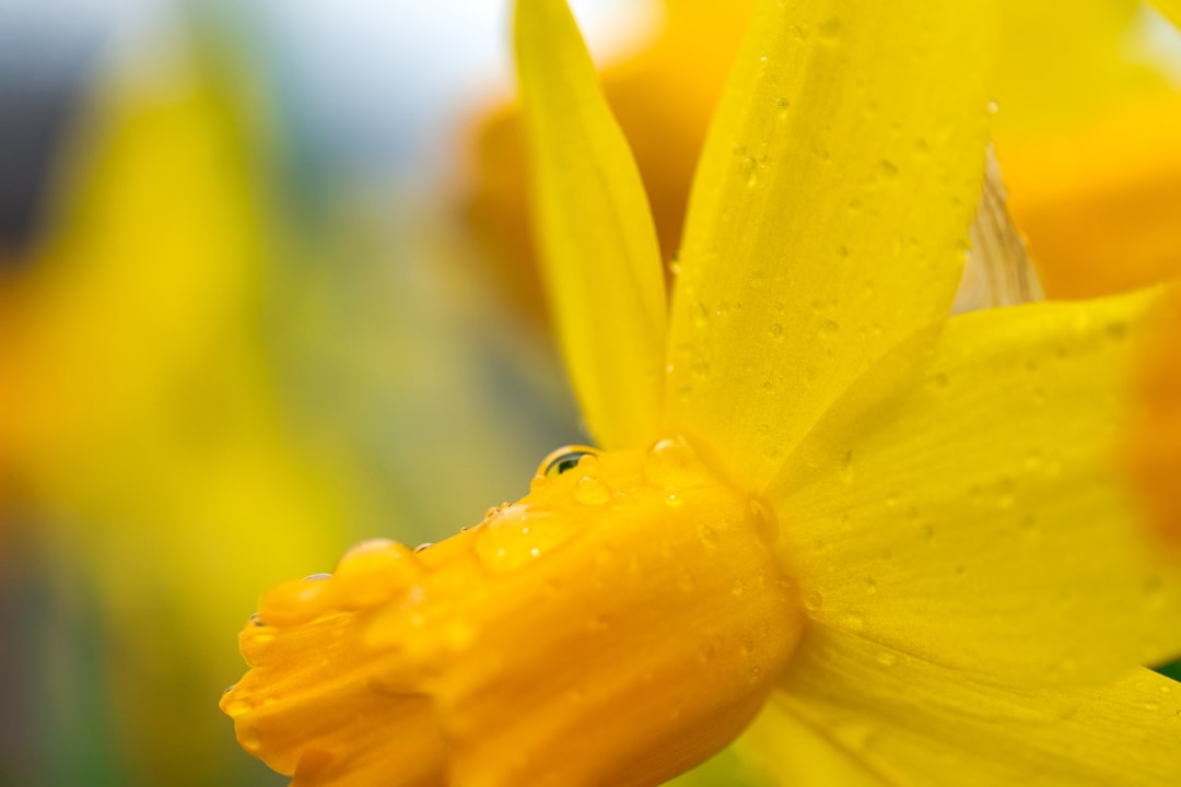 yellow flower in macro lens photography