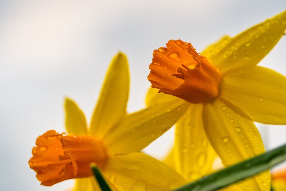 yellow flower in macro lens