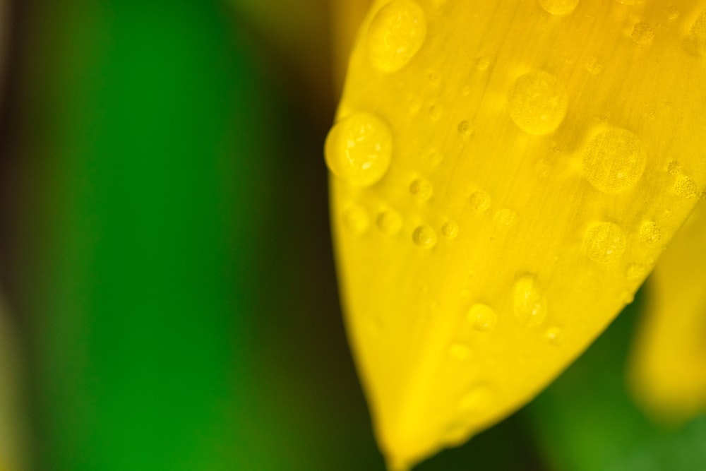 water droplets on yellow leaf