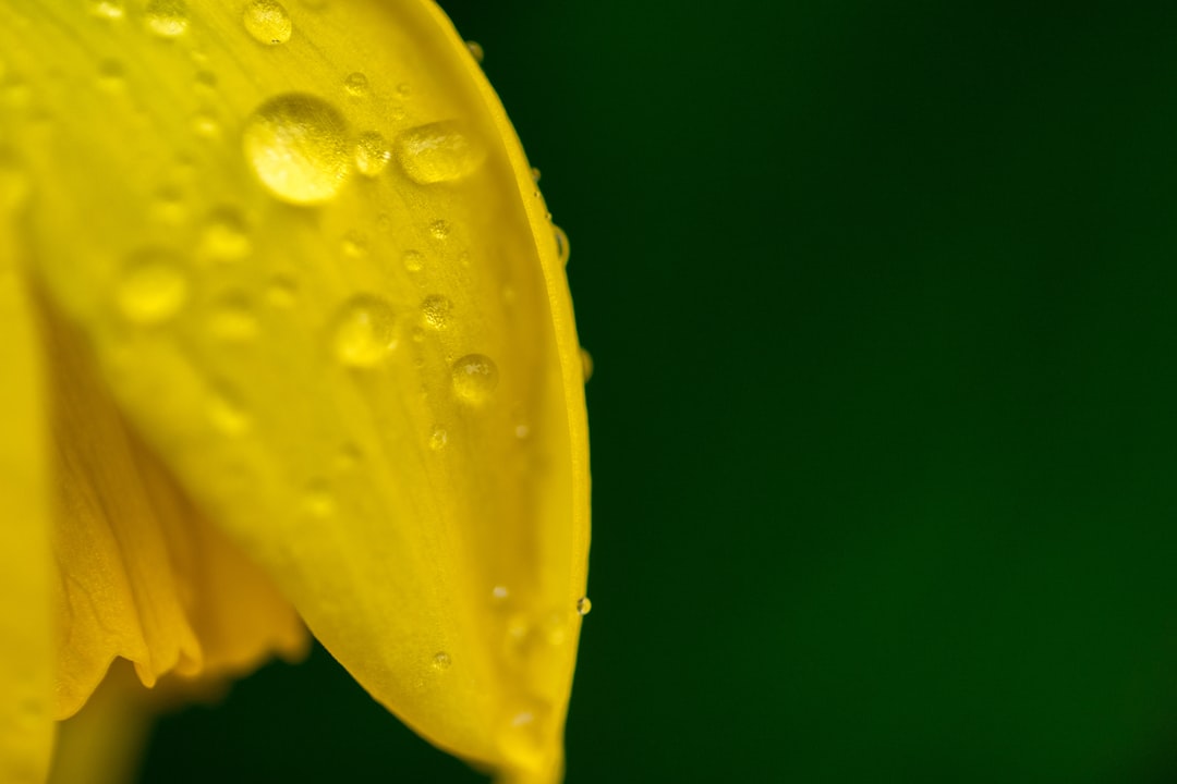 yellow flower with water droplets