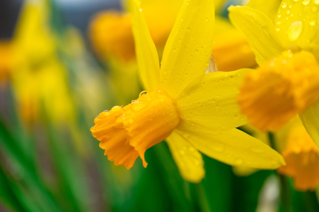 yellow flower in tilt shift lens