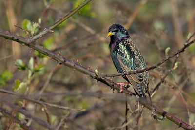 blue and yellow bird on brown tree branch