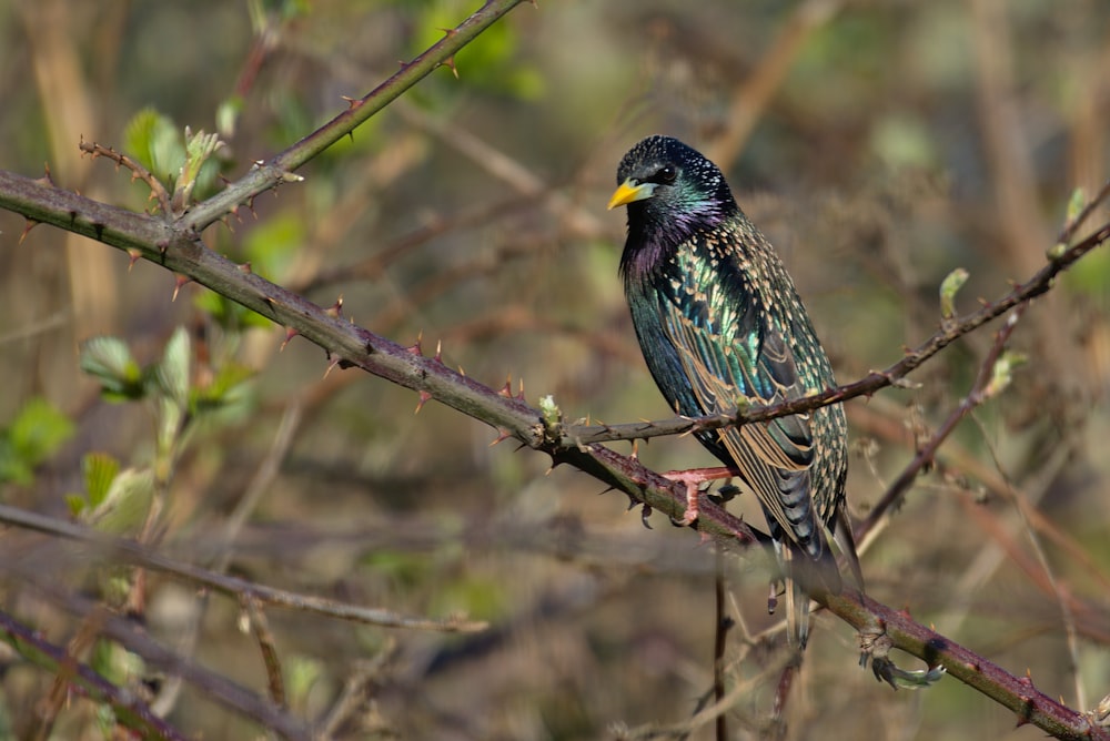 blue and yellow bird on brown tree branch