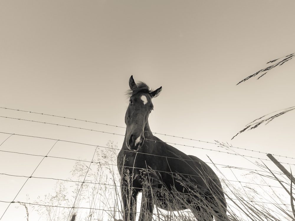 brown horse on brown grass during daytime