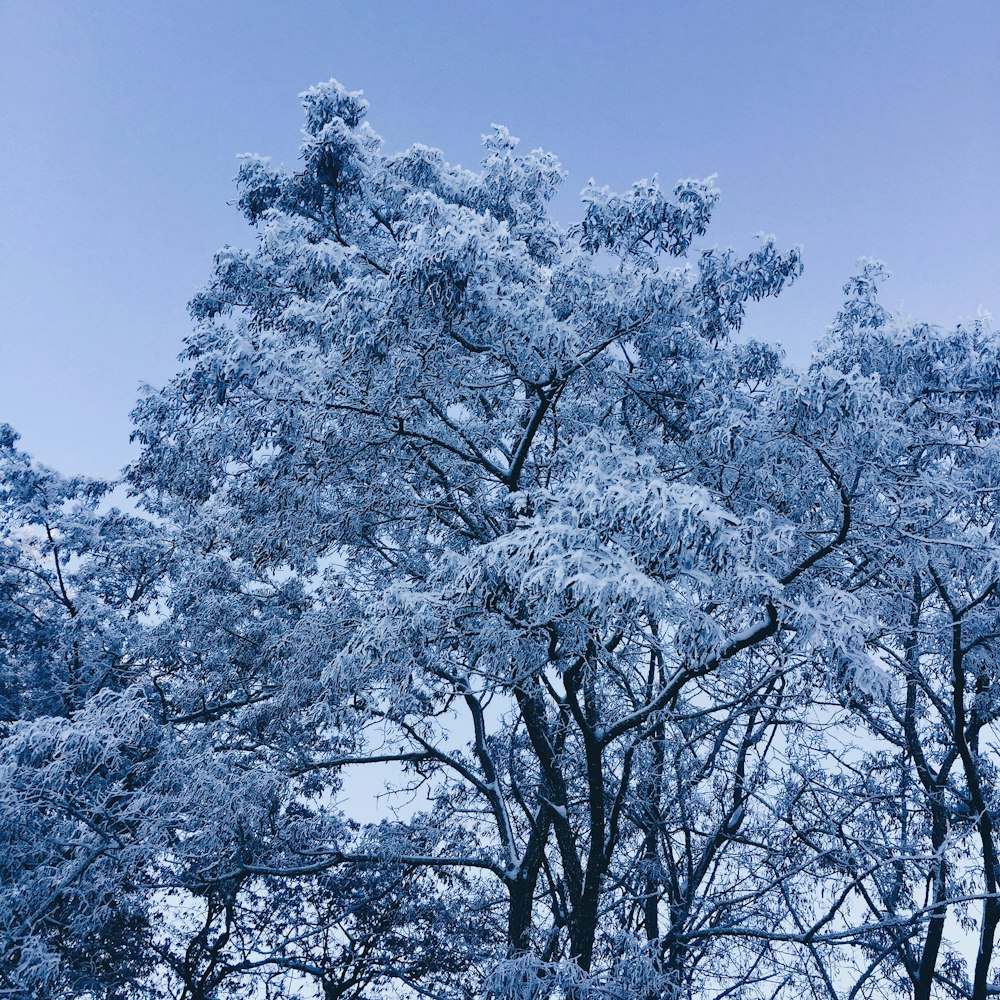 white cherry blossom tree under blue sky during daytime