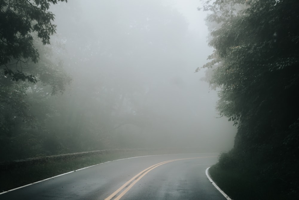 gray concrete road between green trees during foggy weather