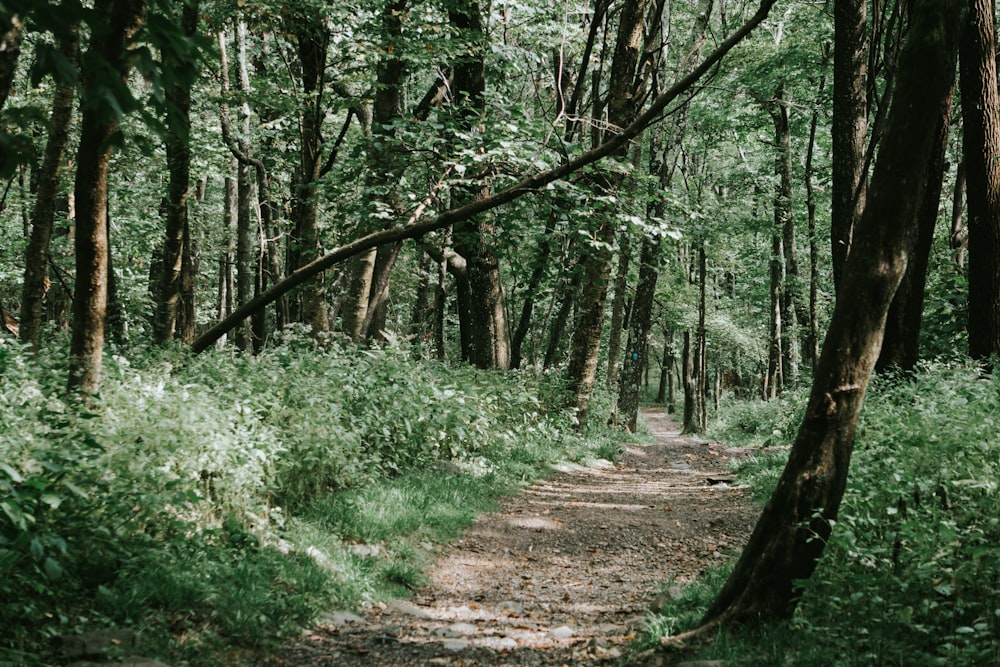 brown dirt road between green trees during daytime