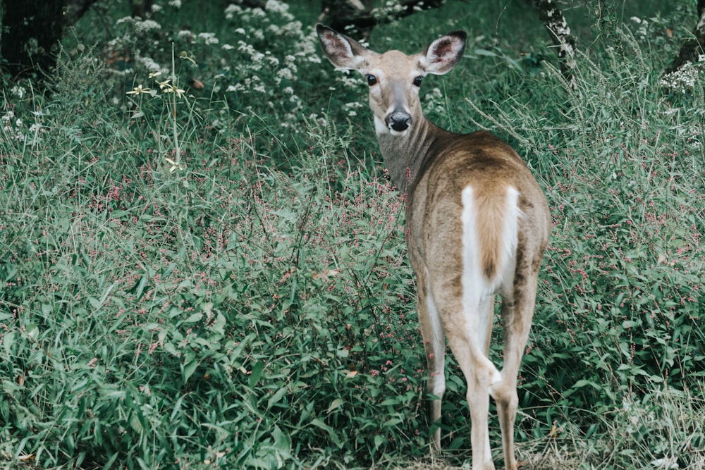 Ciervo marrón en la hierba verde durante el día