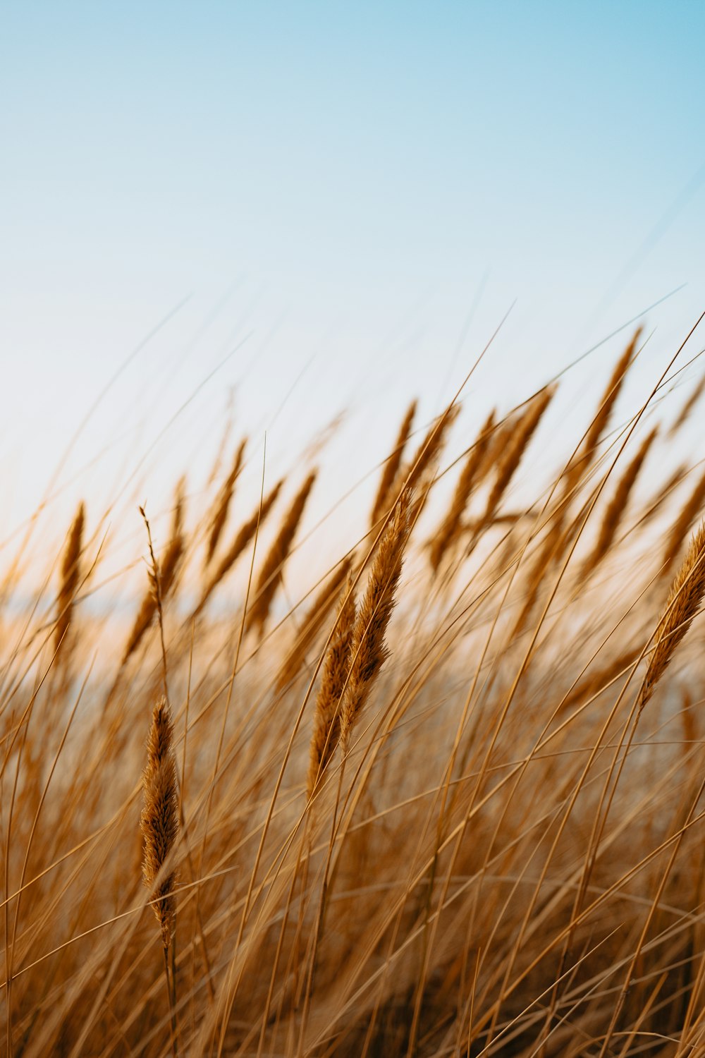 campo di grano bruno durante il giorno