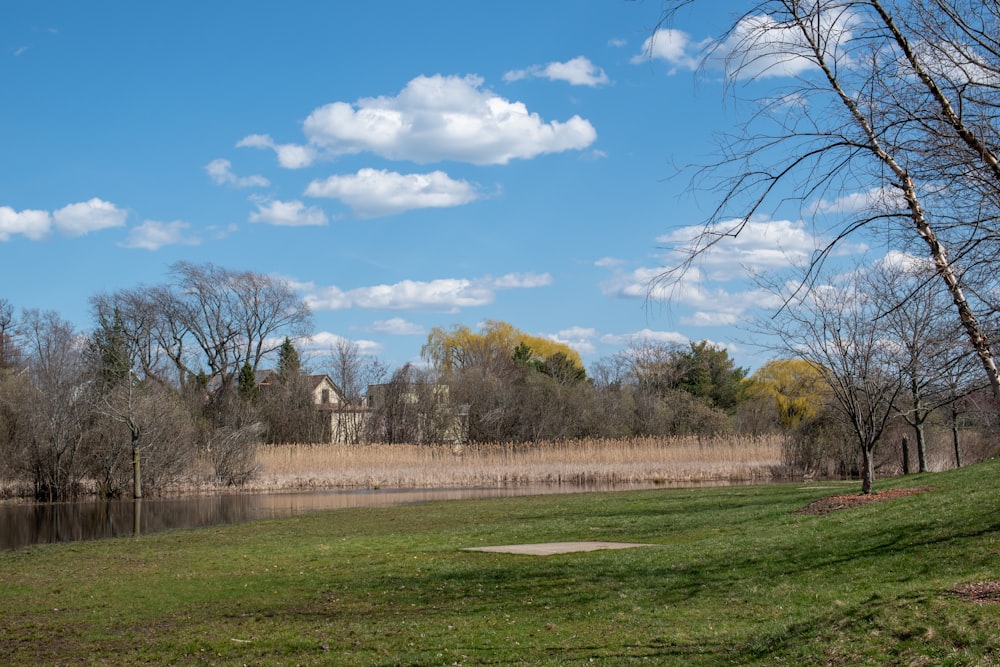 green grass field with leafless trees under blue sky during daytime