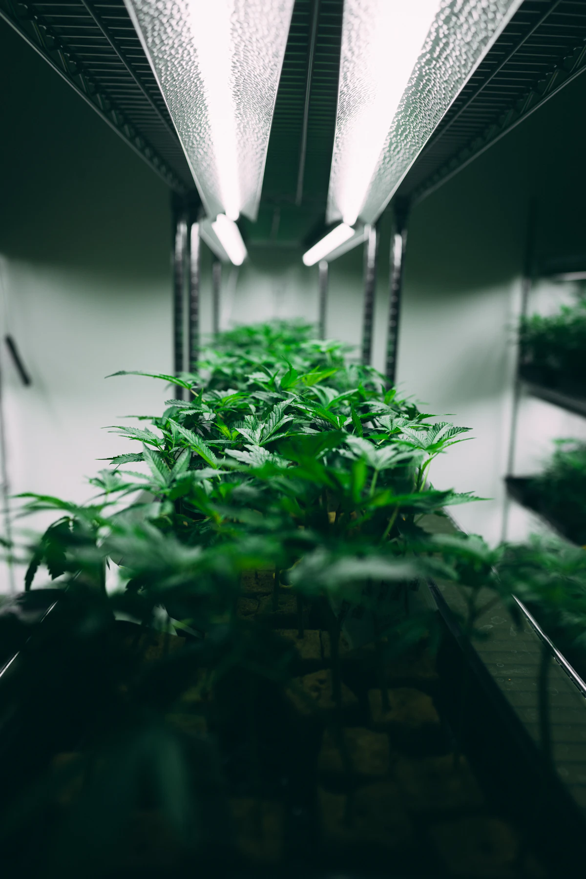 Seedlings growing under a full-spectrum LED grow light, the practical solution for dim UK winters