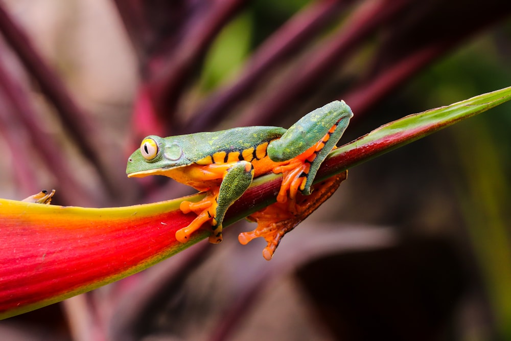 green frog on red flower