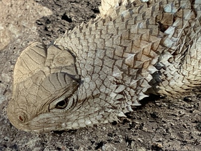 A close-up view of a reptile, showcasing its intricate, textured scales and focused eye. The creature is resting on a rough, rocky surface, blending seamlessly with its surroundings due to its earthy coloration.