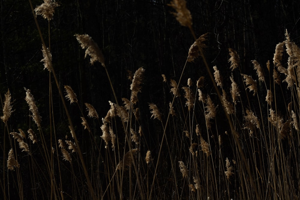 Weiße Blumen in Nahaufnahmen