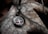 A pendant with a tree design in silver rests on a dry, textured leaf. The pendant features an intricate tree silhouette with a vibrant red background, while the leaf is in shades of brown and grey. The pendant is attached to a black chain.
