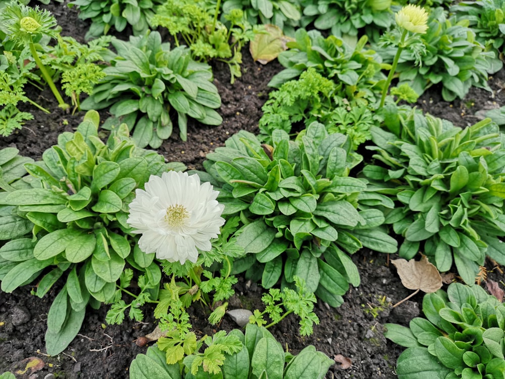 white flower with green leaves