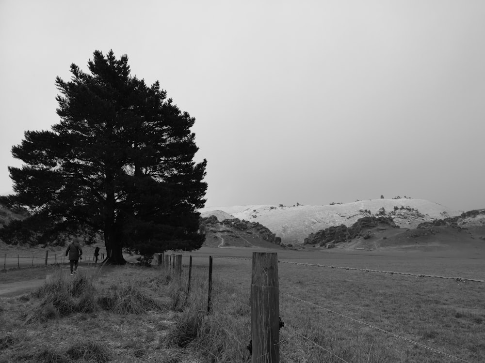 grayscale photo of trees near mountain