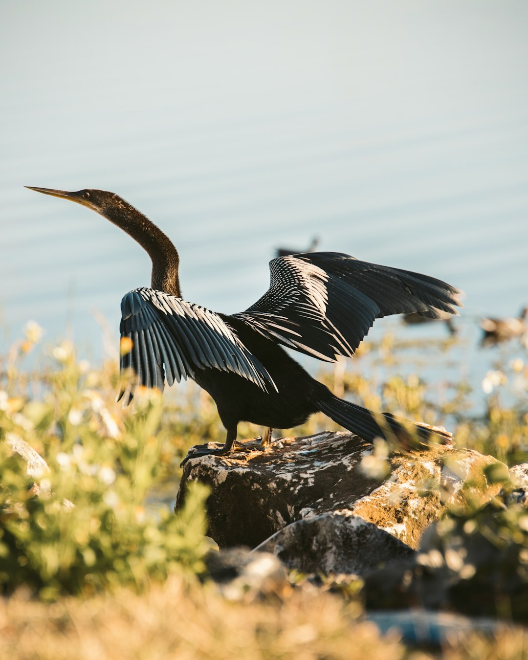 black and white bird flying over the body of water during daytime