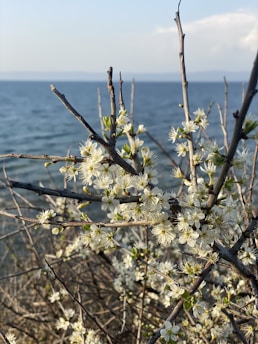 A close-up of blossoming branches with white flowers set against a backdrop of a calm blue sea and a clear sky.