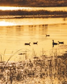A group of wild ducks gliding smoothly over calm water at dawn in the marshlands