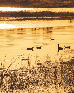 A group of wild ducks gliding smoothly over calm water at dawn in the marshlands