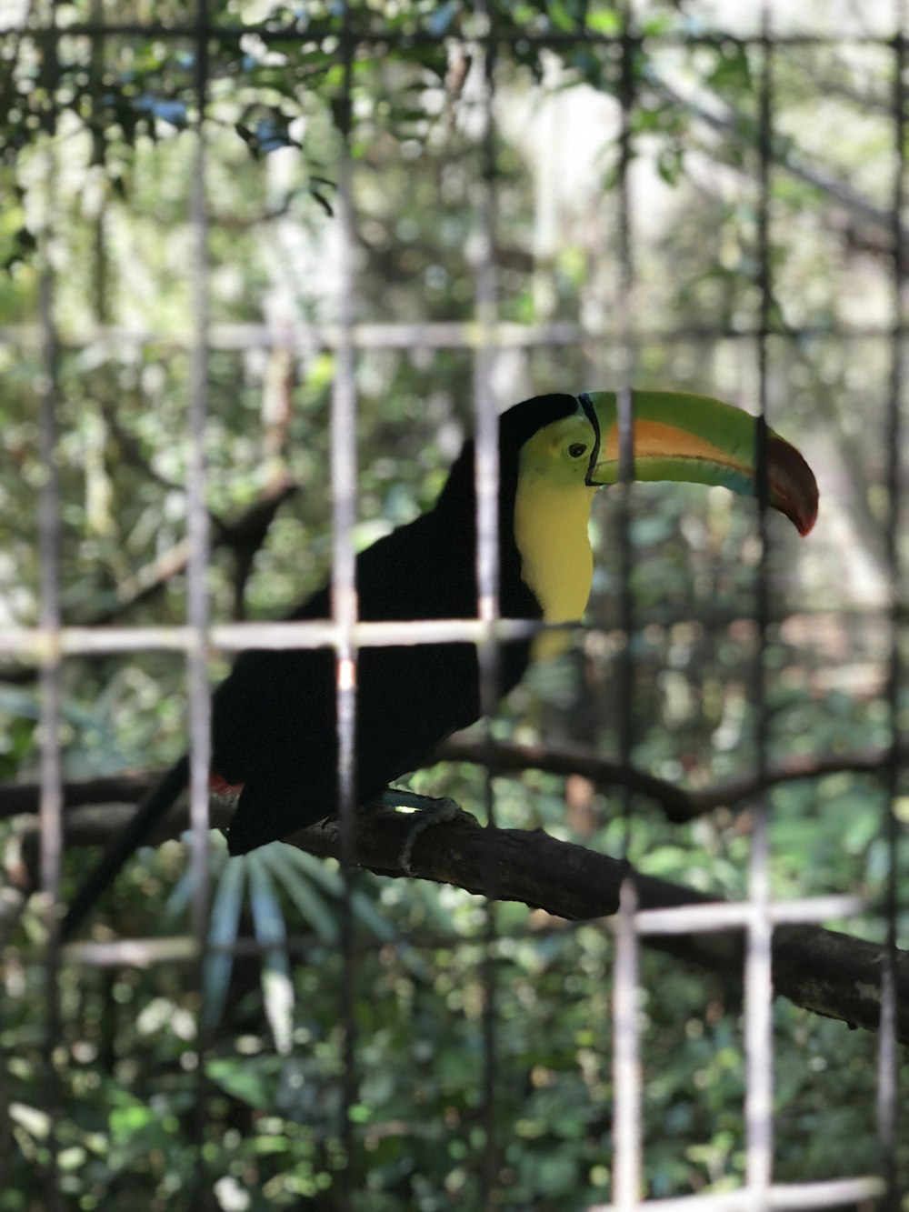 black yellow and green bird on brown tree branch during daytime