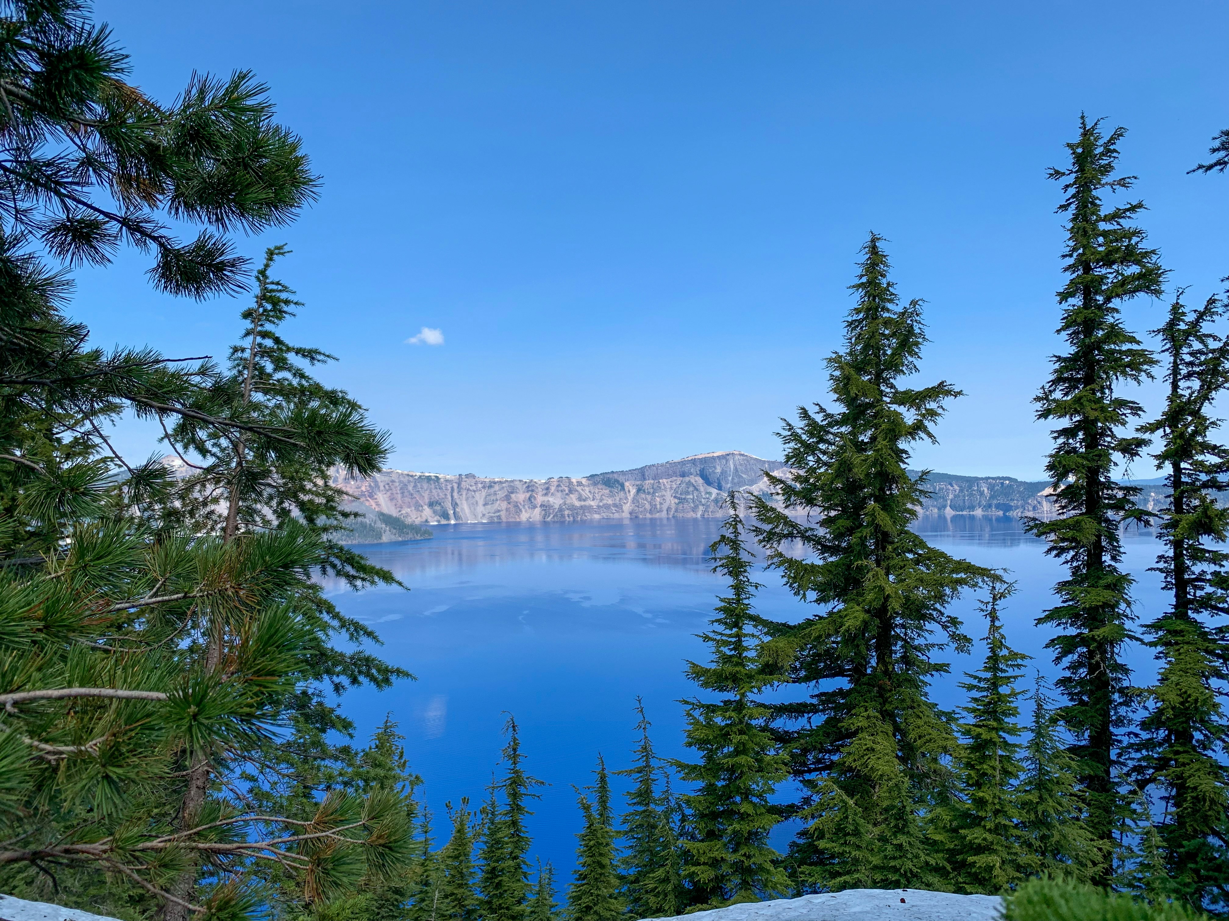 green pine trees near body of water under blue sky during daytime