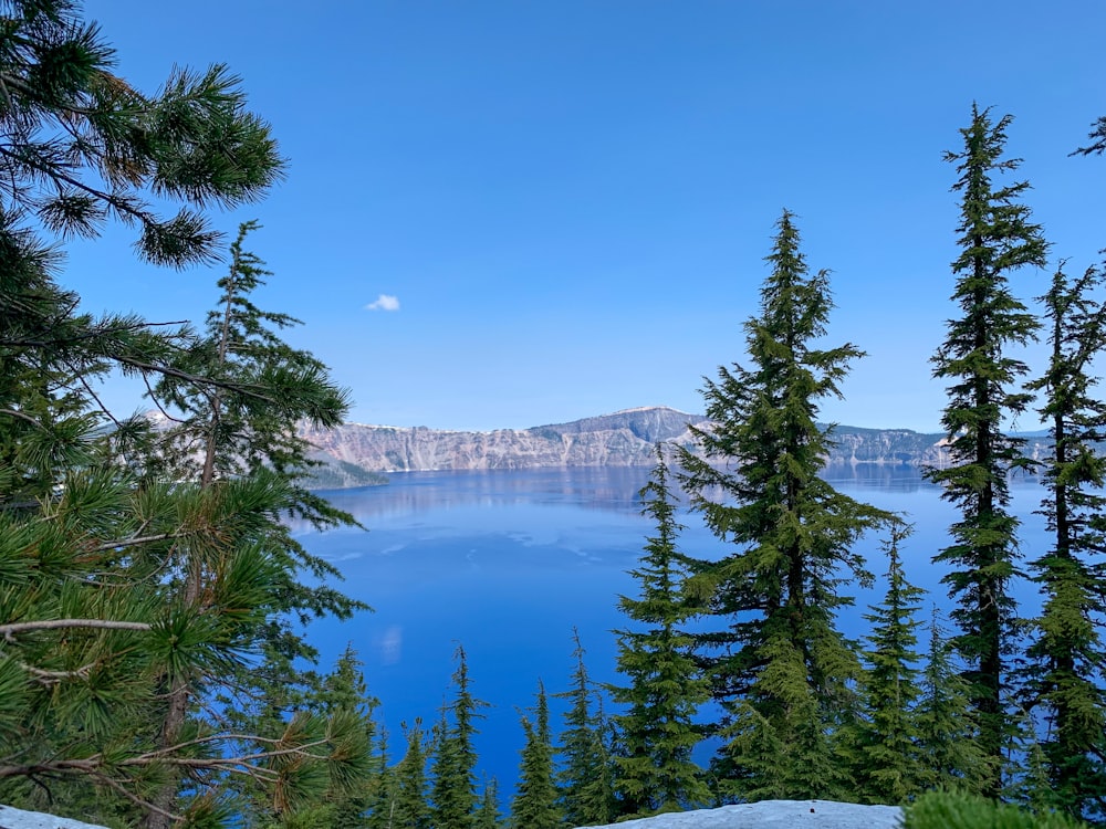 green pine trees near body of water under blue sky during daytime